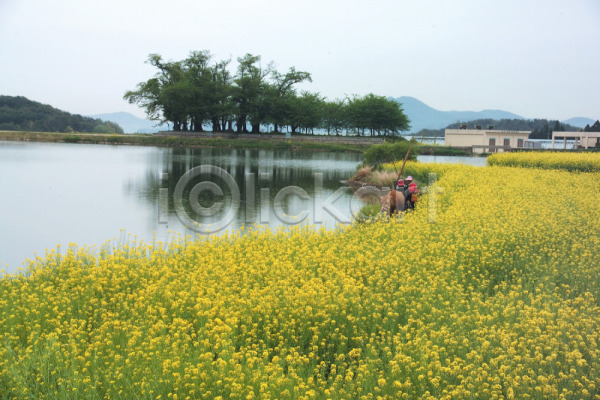 사람 JPG 포토 계절 꽃 노란색 들꽃 백그라운드 봄 봄꽃 사계절 식물 야외 여러송이 유채 자연 주간 초원(자연) 풍경(경치) 호수
