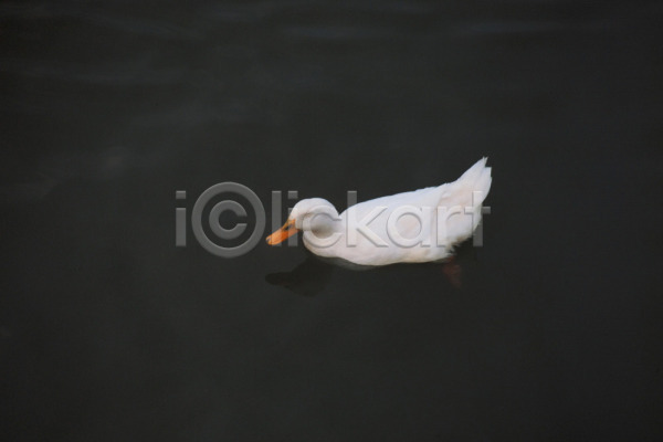 사람없음 JPG 포토 하이앵글 동물 야외 오리 조류 주간 척추동물 한마리 호수 흰색