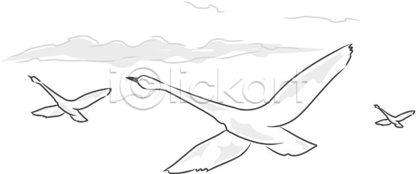 사람없음 EPS 일러스트 구름(자연) 동물 백조 비행 세마리 야생동물 야외 조류 척추동물 클립아트 하늘