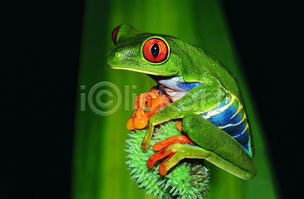 사람없음 JPG 포토 해외이미지 개구리 나무 내추럴 동물 사파리 아프리카 야생동물 야외 자연 잔디 초록색 컬러풀 풍경(경치) 해외202004