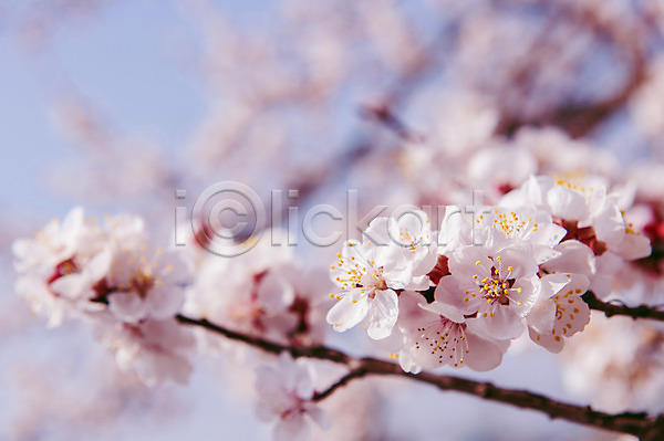 사람없음 JPG 아웃포커스 포토 해외이미지 벚꽃 벚나무 봄 해외202004