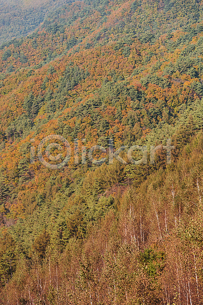 사람없음 JPG 포토 가을(계절) 가을풍경 나무 산 야외 자연 정선 주간