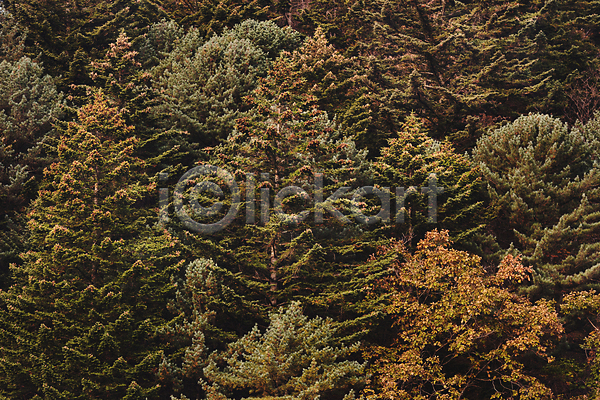 사람없음 JPG 포토 가을(계절) 가을풍경 나무 야외 오대산 자연 주간 평창