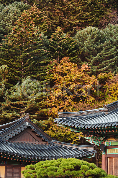 사람없음 JPG 포토 가을(계절) 가을풍경 나무 사찰 야외 오대산 주간 평창 한옥