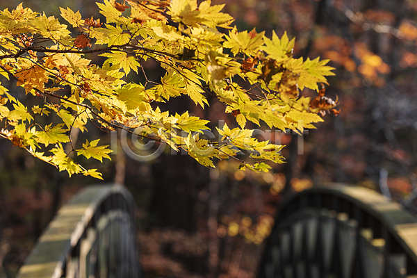 사람없음 JPG 아웃포커스 포토 가을(계절) 가을풍경 나뭇가지 단풍 야외 오대산 자연 주간 평창