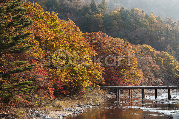 사람없음 JPG 포토 가을(계절) 가을풍경 강 다리(건축물) 단풍나무 섶다리 야외 오대산 자연 주간 평창