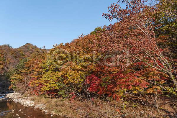 사람없음 JPG 포토 가을(계절) 가을풍경 단풍나무 야외 오대산 자연 주간 평창 하늘