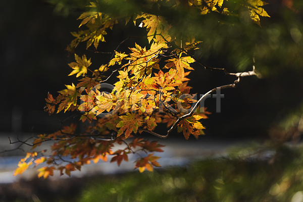 사람없음 JPG 소프트포커스 아웃포커스 포토 가을(계절) 가을풍경 나뭇가지 단풍 야외 오대산 자연 주간 평창