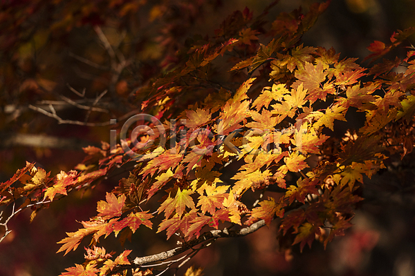 사람없음 JPG 비네팅 소프트포커스 포토 가을(계절) 가을풍경 나뭇가지 단풍 야외 오대산 자연 주간 평창