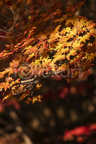 사람없음 JPG 비네팅 아웃포커스 포토 가을(계절) 가을풍경 나뭇가지 단풍 야외 오대산 자연 주간 평창