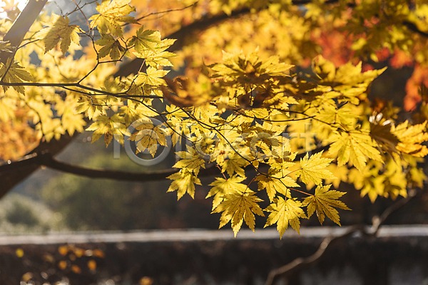 사람없음 JPG 아웃포커스 포토 가을(계절) 가을풍경 나뭇가지 다리(건축물) 단풍 섶다리 야외 오대산 자연 주간 평창