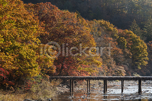 사람없음 JPG 포토 가을(계절) 가을풍경 강 다리(건축물) 단풍나무 섶다리 야외 오대산 자연 주간 평창