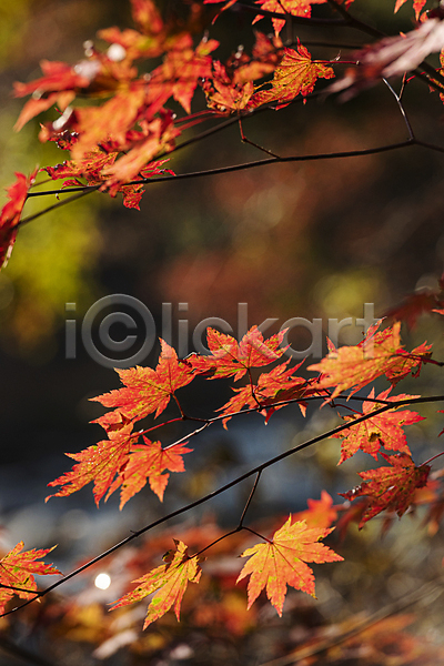 사람없음 JPG 아웃포커스 포토 가을(계절) 가을풍경 나뭇가지 단풍 야외 오대산 자연 주간 평창
