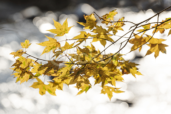 사람없음 JPG 아웃포커스 포토 가을(계절) 가을풍경 나뭇가지 단풍 보케 야외 오대산 자연 주간 평창
