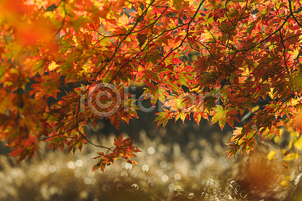 사람없음 JPG 소프트포커스 아웃포커스 포토 가을(계절) 가을풍경 단풍 보케 야외 오대산 자연 주간 평창