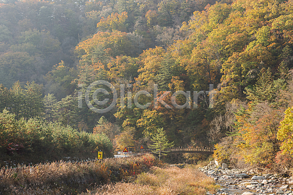사람없음 JPG 포토 가을(계절) 가을풍경 계곡 다리(건축물) 단풍나무 야외 오대산 자연 주간 평창