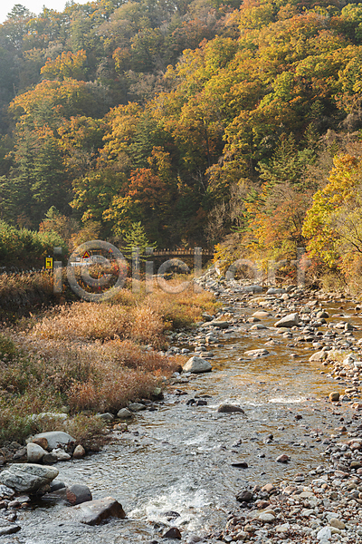 사람없음 JPG 포토 가을(계절) 가을풍경 계곡 단풍나무 야외 오대산 자연 주간 평창