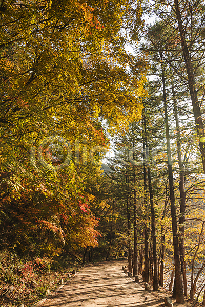 사람없음 JPG 포토 가을(계절) 가을풍경 단풍나무 숲길 야외 오대산 주간 평창