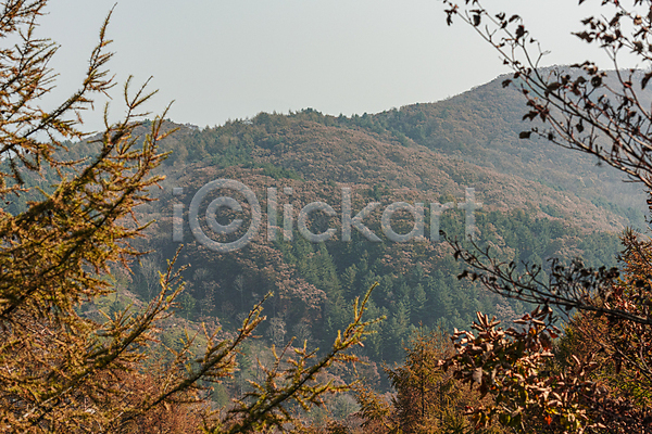 사람없음 JPG 포토 가을(계절) 가을풍경 나뭇가지 야외 오대산 주간 평창 하늘
