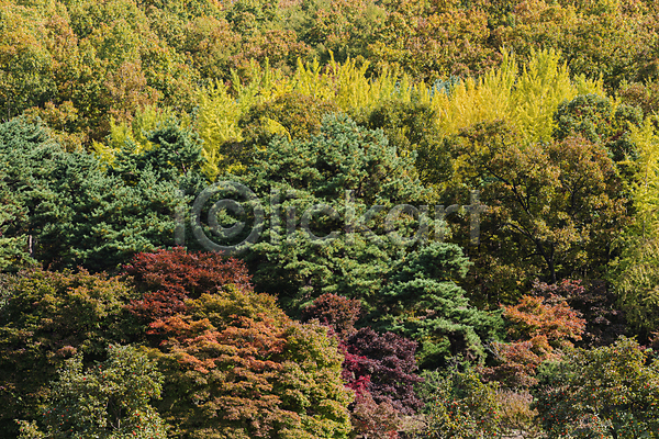 사람없음 JPG 포토 가을(계절) 가을풍경 나무 단풍나무 야외 울창 주간 청남대 청주(지역)