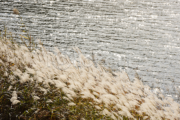 사람없음 JPG 포토 가을(계절) 가을풍경 대청호 야외 억새 억새밭 잔물결 주간 청남대 청주(지역)