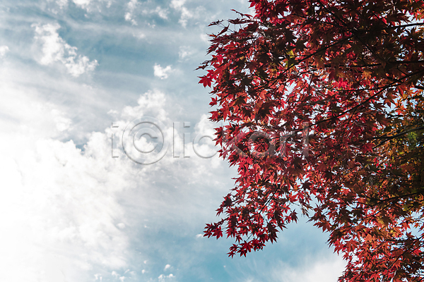 사람없음 JPG 포토 가을(계절) 가을풍경 구름(자연) 단풍 야외 주간 청남대 청주(지역) 하늘 햇빛