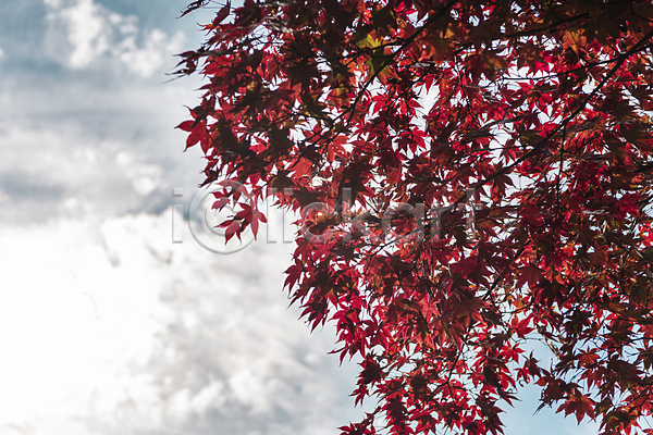 사람없음 JPG 포토 가을(계절) 가을풍경 구름(자연) 단풍 야외 주간 청남대 청주(지역) 하늘 햇빛