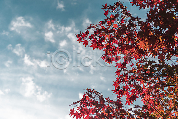 사람없음 JPG 포토 가을(계절) 가을풍경 구름(자연) 단풍 야외 주간 청남대 청주(지역) 하늘