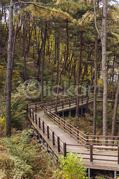 사람없음 JPG 포토 가을(계절) 가을풍경 나무 데크 산속 숲길 야외 주간 청남대 청주(지역)