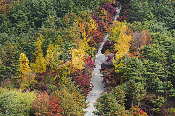 사람없음 JPG 포토 가을(계절) 가을풍경 나무 단풍나무 도로 야외 주간 청남대 청주(지역)