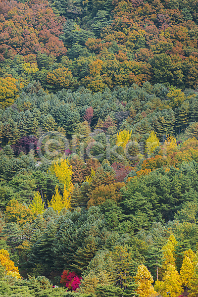 사람없음 JPG 포토 가을(계절) 가을풍경 나무 단풍나무 야외 울창 자연 주간 청남대 청주(지역)