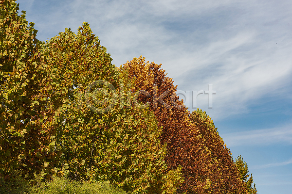 사람없음 JPG 포토 가을(계절) 가을풍경 구름(자연) 나무 단풍나무 야외 주간 청남대 청주(지역) 하늘
