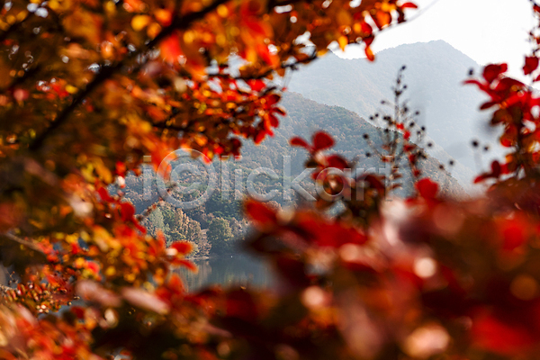 사람없음 JPG 소프트포커스 포토 가을(계절) 가을풍경 단풍 산 야외 옥천 주간