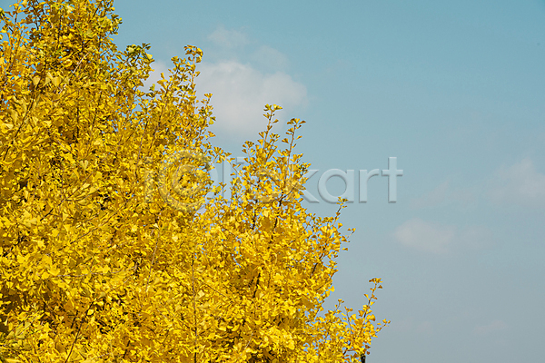 사람없음 JPG 포토 가을(계절) 가을풍경 구름(자연) 야외 옥천 은행나무 은행잎 주간 하늘