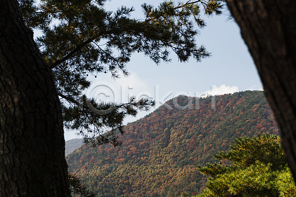 사람없음 JPG 실루엣 포토 가을(계절) 가을풍경 맑음 산 소나무 야외 옥천 자연 주간 하늘