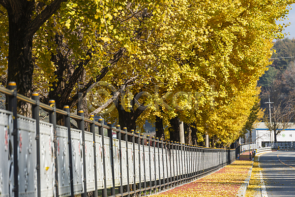 사람없음 JPG 포토 가을(계절) 가을풍경 도로 보행로 야외 옥천 은행나무 은행잎 주간