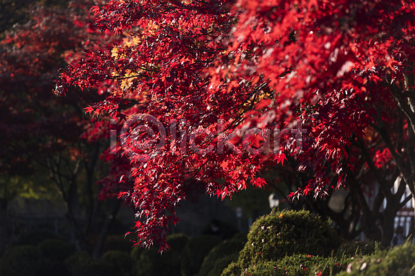 사람없음 JPG 포토 가을(계절) 가을풍경 단풍 단풍나무 배론성지 야외 제천 주간