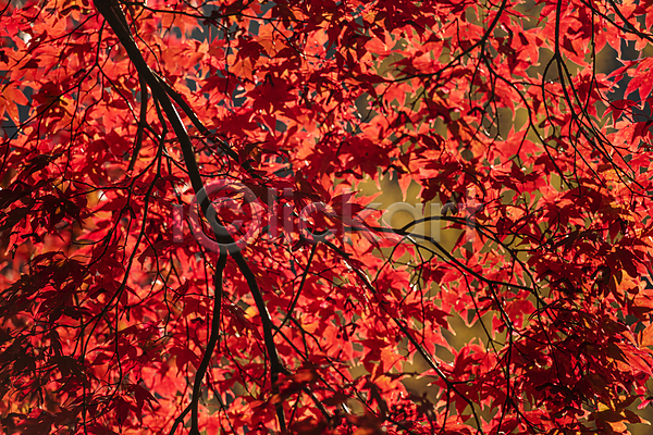 사람없음 JPG 포토 가을(계절) 가을풍경 나뭇가지 단풍 빨간색 야외 주간