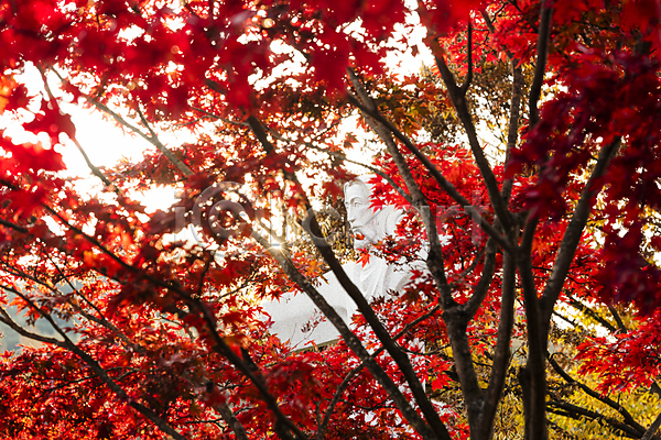 사람없음 JPG 포토 가을(계절) 가을풍경 나뭇가지 단풍 단풍나무 동상 배론성지 야외 예수상 제천 주간