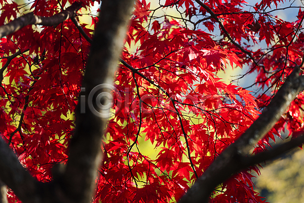 사람없음 JPG 소프트포커스 아웃포커스 포토 가을(계절) 가을풍경 나뭇가지 단풍 단풍나무 야외 주간