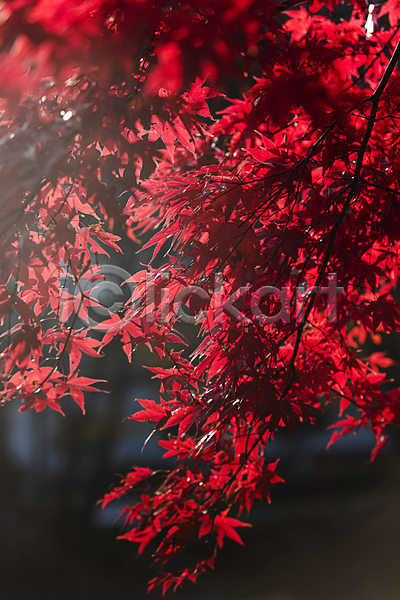사람없음 JPG 소프트포커스 아웃포커스 포토 가을(계절) 가을풍경 단풍 야외 주간