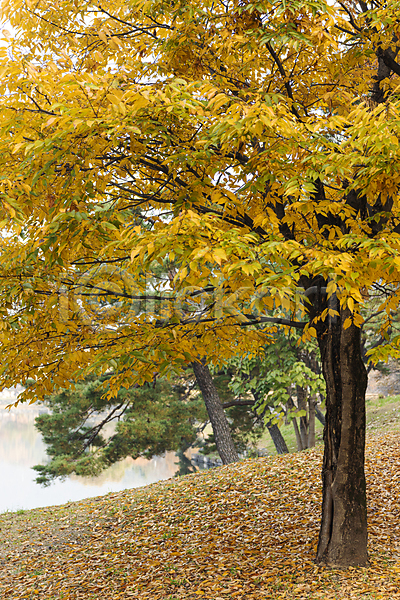 사람없음 JPG 포토 가을(계절) 가을풍경 낙엽 단풍나무 야외 의림지 제천 주간