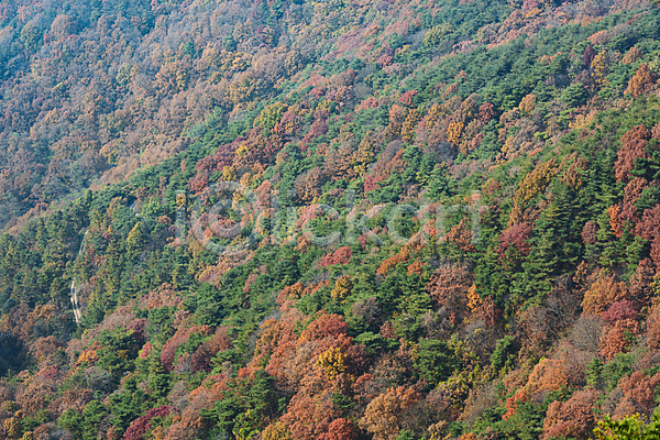 사람없음 JPG 포토 가을(계절) 가을풍경 나무 산 야외 울창 자연 제천 주간