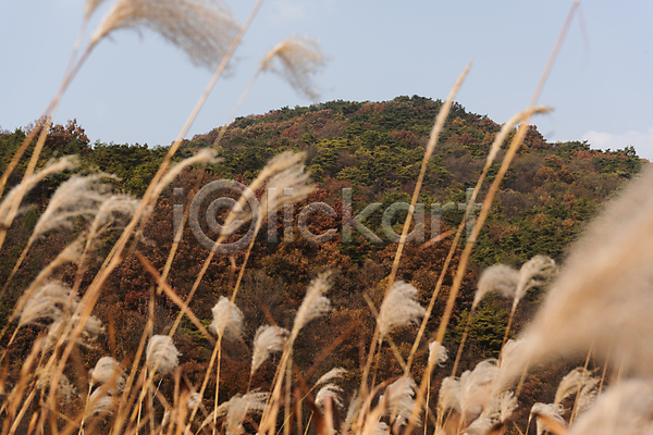 사람없음 JPG 소프트포커스 포토 가을(계절) 가을풍경 산 야외 억새 옥순봉생태공원 자연 제천 주간 하늘