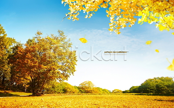 고요 떨어짐 사람없음 PSD 편집이미지 가을(계절) 가을배경 가을풍경 맑음 은행나무 은행잎 하늘