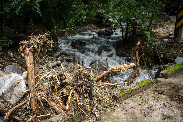 사람없음 JPG 포토 계곡 나무 무너짐 비(날씨) 성남 손상 쓰러짐 야외 자연재해 주간 폭우