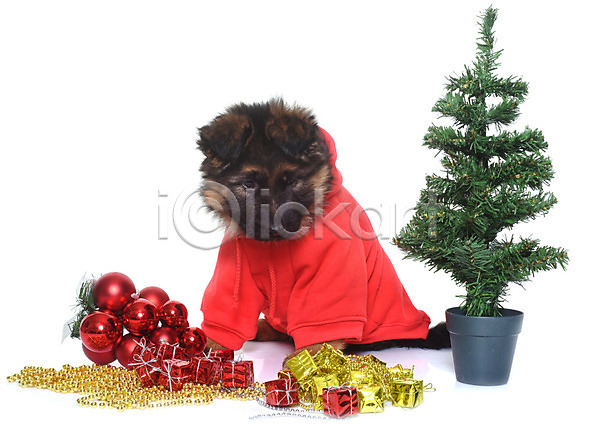 사람없음 JPG 포토 해외이미지 강아지 개 동물 반려동물 이벤트의상 컨셉 코트 크리스마스 크리스마스트리 해외202004 흰배경