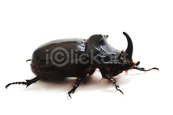 사람없음 JPG 포토 해외이미지 갈색 검은색 곤충 동물 딱정벌레 멀리 자연 코뿔소 한마리 해외202004 흰배경