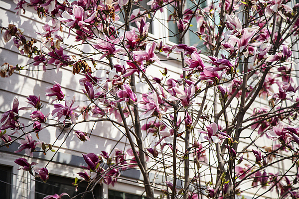 사람없음 JPG 포토 목련 목련나무 봄꽃 야외 여러송이 자목련 주간 풍경(경치)