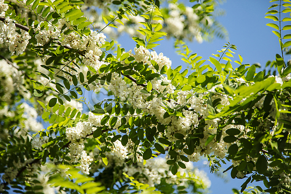 사람없음 JPG 아웃포커스 포토 맑음 아카시아 아카시아꽃 아카시아나무 야외 주간 하늘 화창